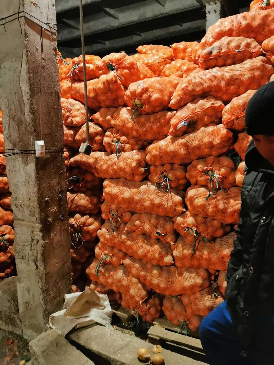 оптом лук репчатый урожай 2020 в Казахстане 6