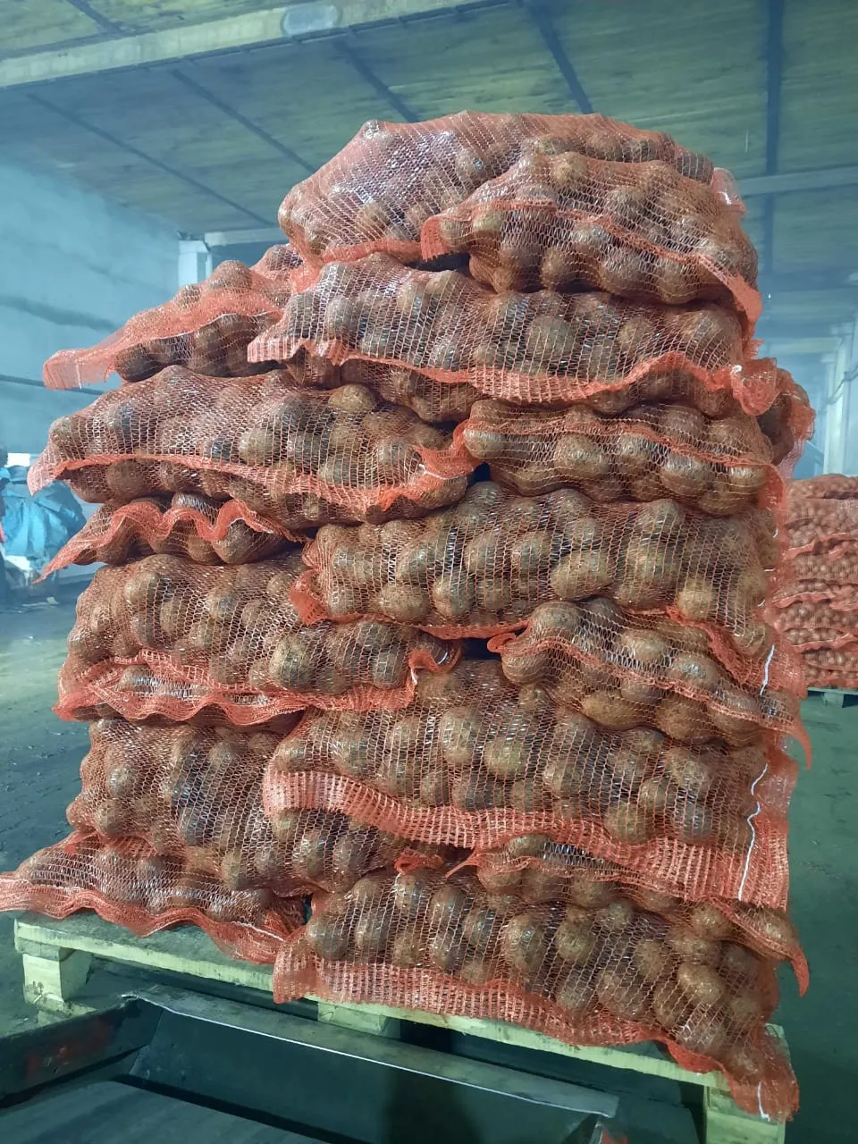 картофель оптом Гала Кемеровская область в Кемерове
