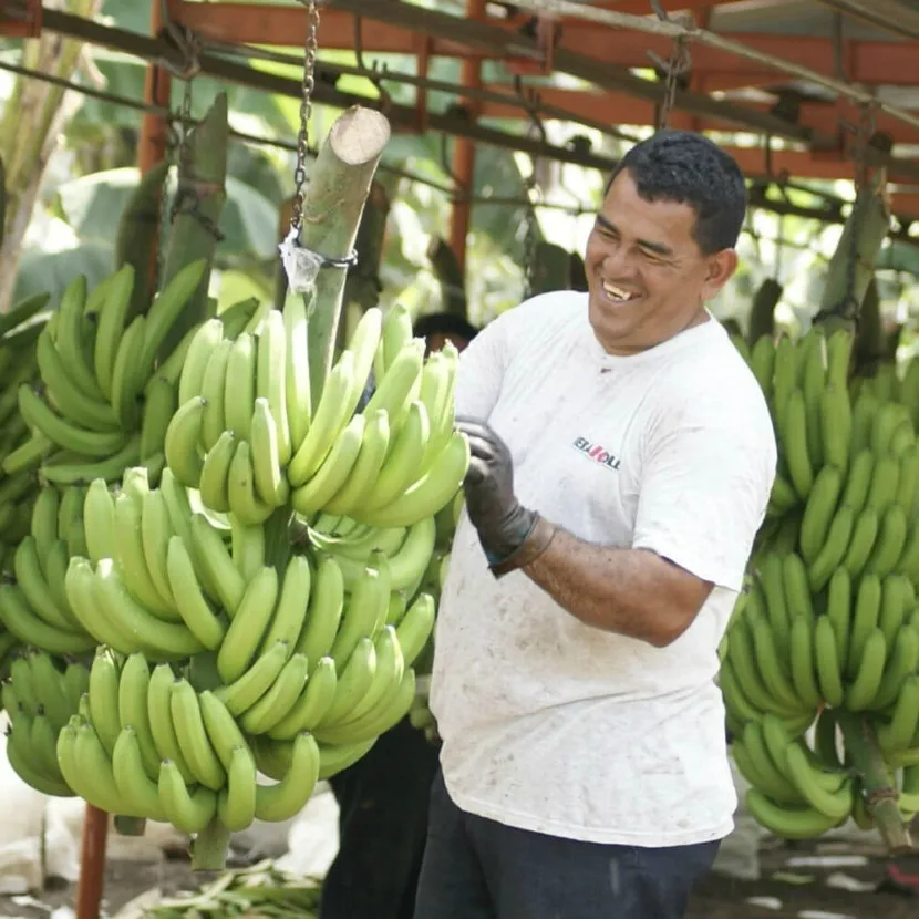 фотография продукта Концентрированное банановое пюре 32-34%