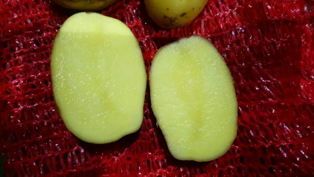 картофель  в Нижнем Новгороде 3