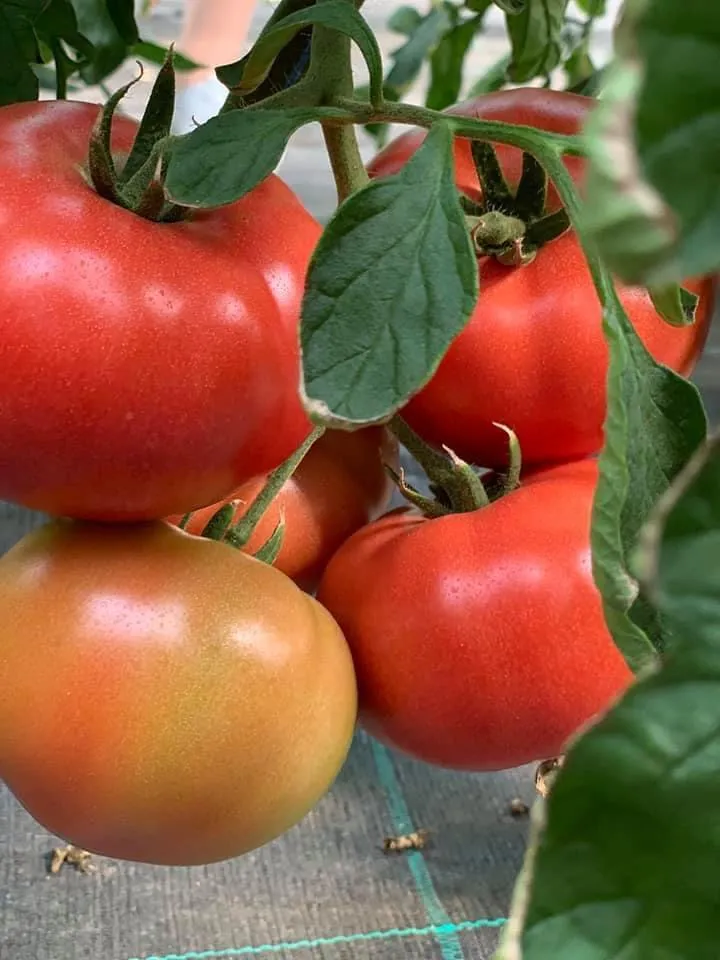 фотография продукта томаты ( помидор ) сезон 2021