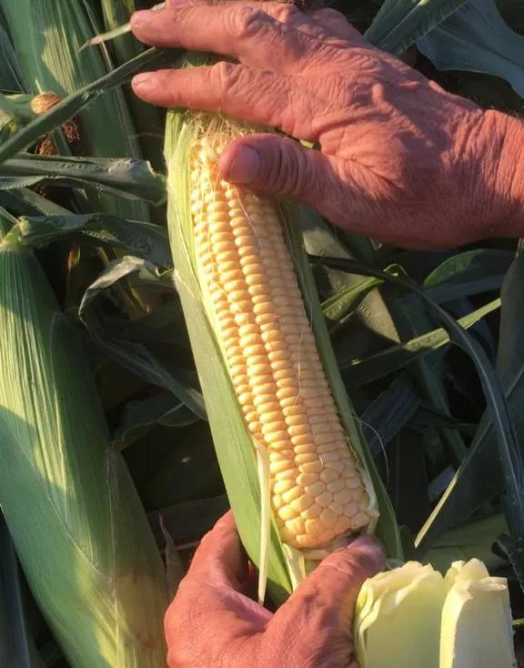 кукуруза свежая в початках в Краснодаре