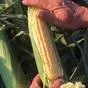 кукуруза свежая в початках в Краснодаре