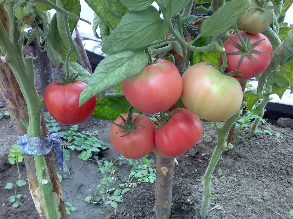 фотография продукта Продаю розовые помидоры 