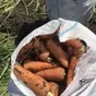 морковь нового урожая в Ростове-на-Дону и Ростовской области 3