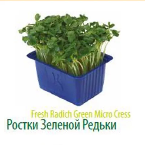 салат Романо экспортного качества в Красноярске