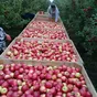 яблоки от Молдавских производителей