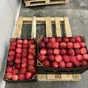 яблоки от Молдавских производителей 9
