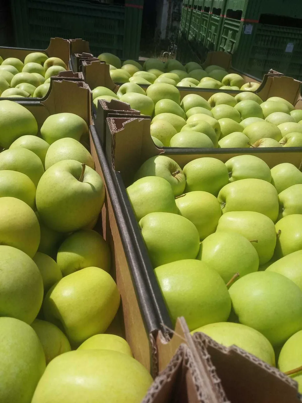 яблоки от Молдавских производителей 10