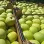 яблоки от Молдавских производителей 10