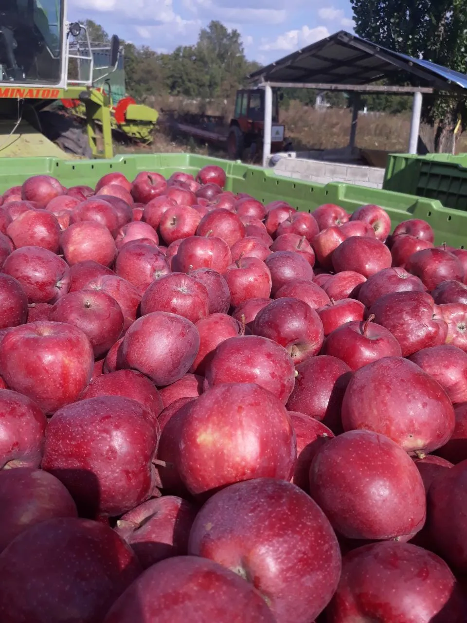 яблоки от Молдавских производителей 4