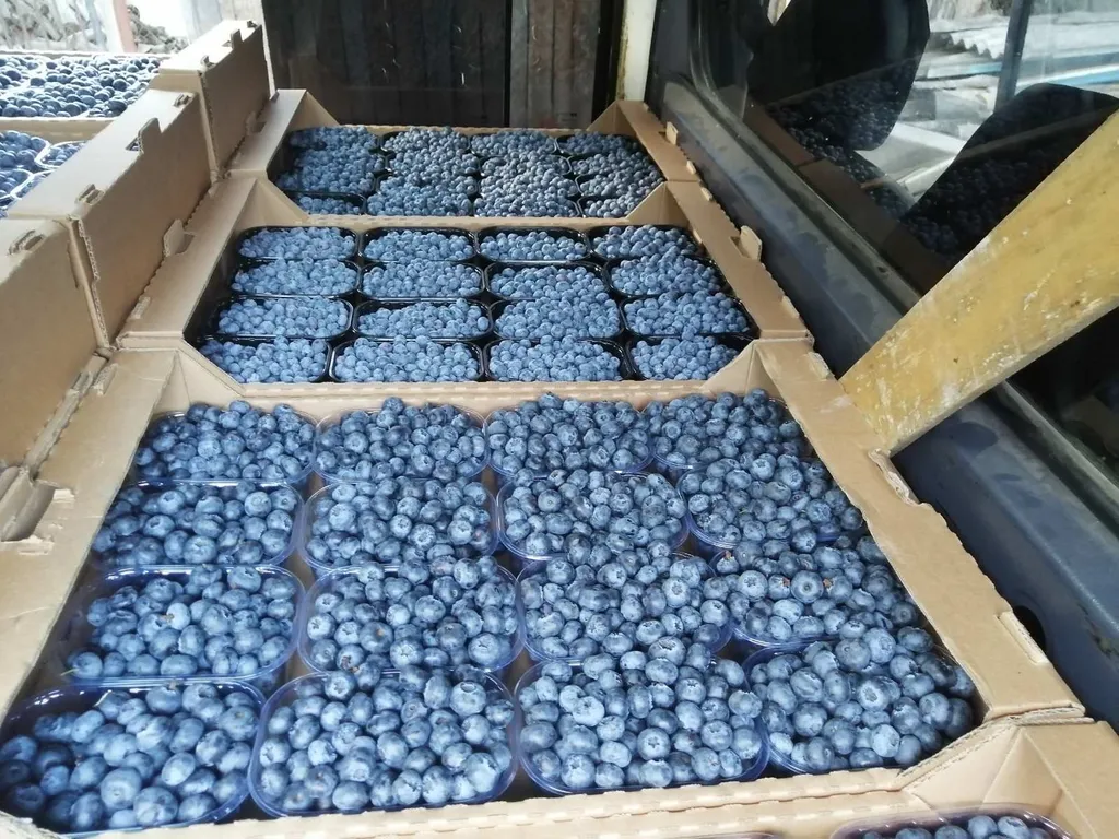 фотография продукта Голубика свежая, ягоды