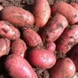 картофель, урожай 2021г. в Брянске 4