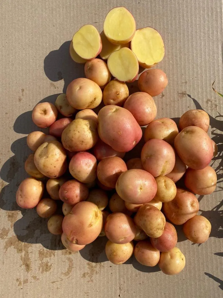 картофель, урожай 2021г. в Брянске 3