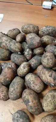 картофель, урожай 2021г. в Брянске
