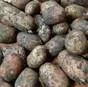 картофель, урожай 2021г. в Брянске