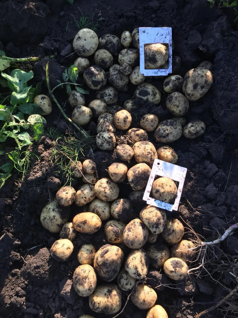 картофель, урожай 2021г. в Брянске 2