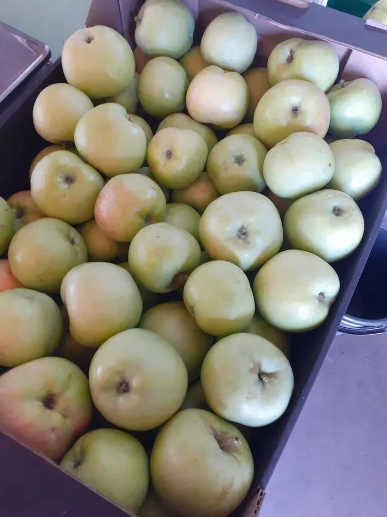 яблоки Юбиляр в Самаре