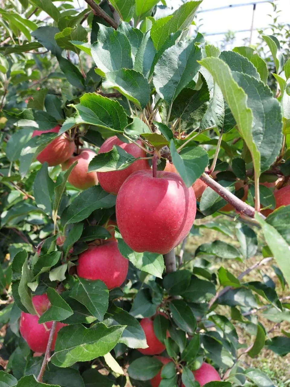 летние яблоки сортов Дэвид Гала