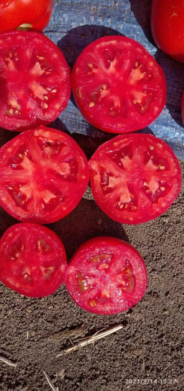 фотография продукта Помидоры ( томаты ) оптом с поля