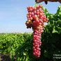 виноград кишмиш и дамские пальчики в Армения