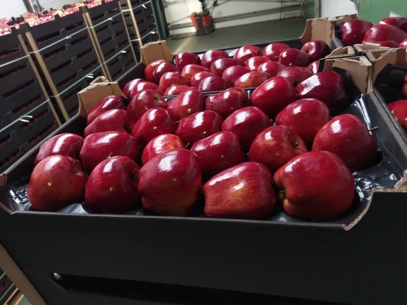 фотография продукта Продаем; груша, яблоко оптом.