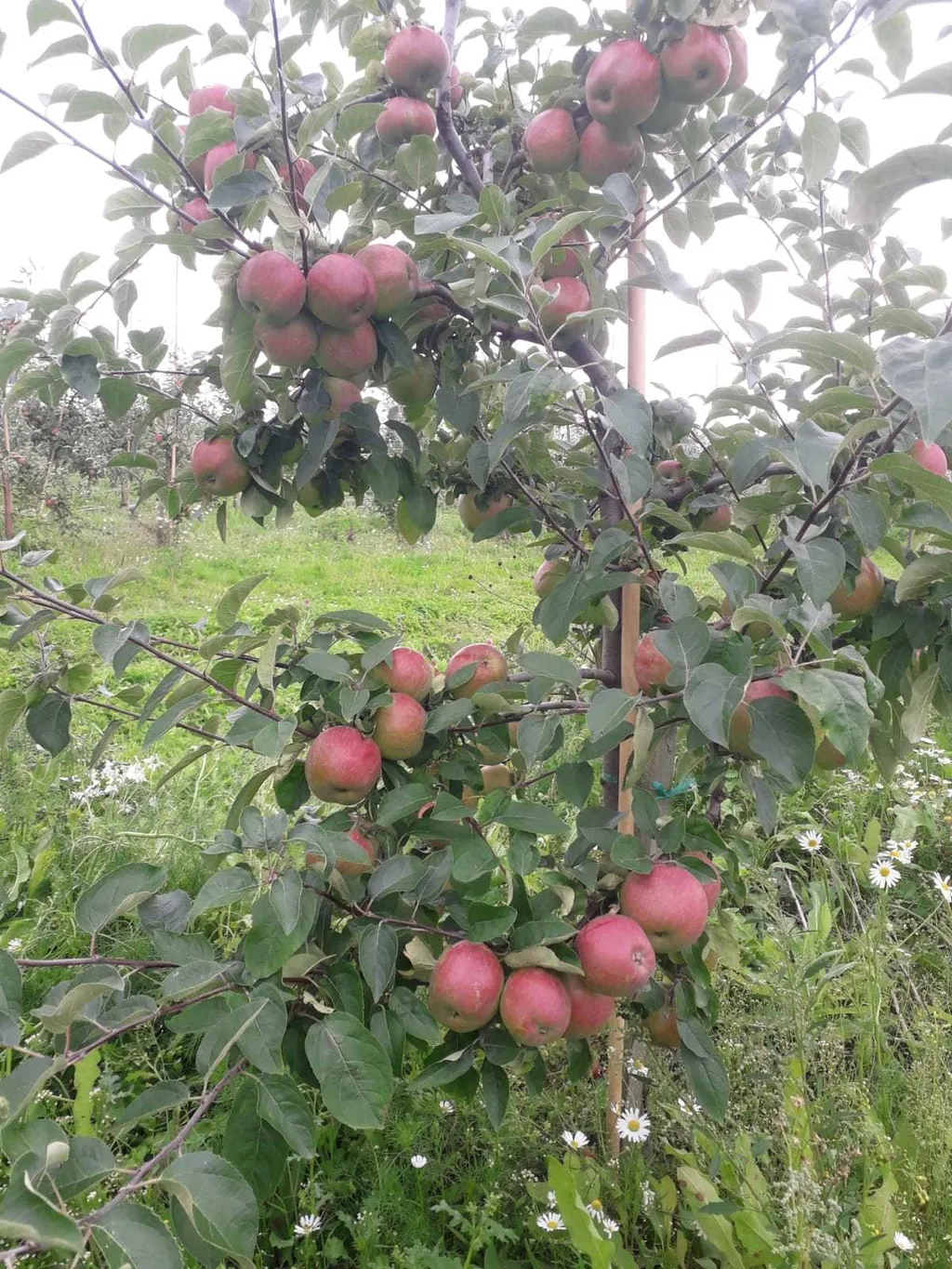 фотография продукта Продажа яблока