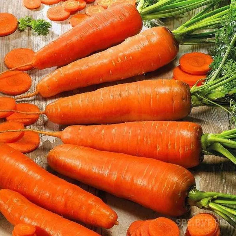 фотография продукта Морковь Кордоба опт от 10 тонн