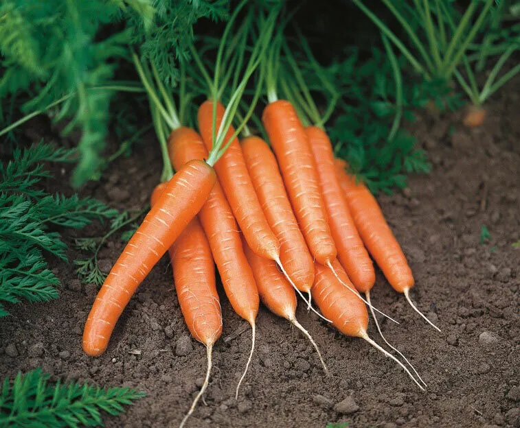 фотография продукта Морковь столовая оптом