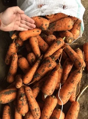 фотография продукта Морковь оптом со склада от 20 тонн