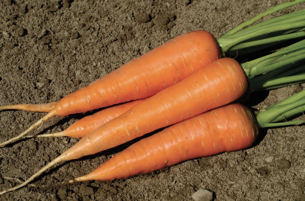 фотография продукта Морковь Хорошего качества без болезней