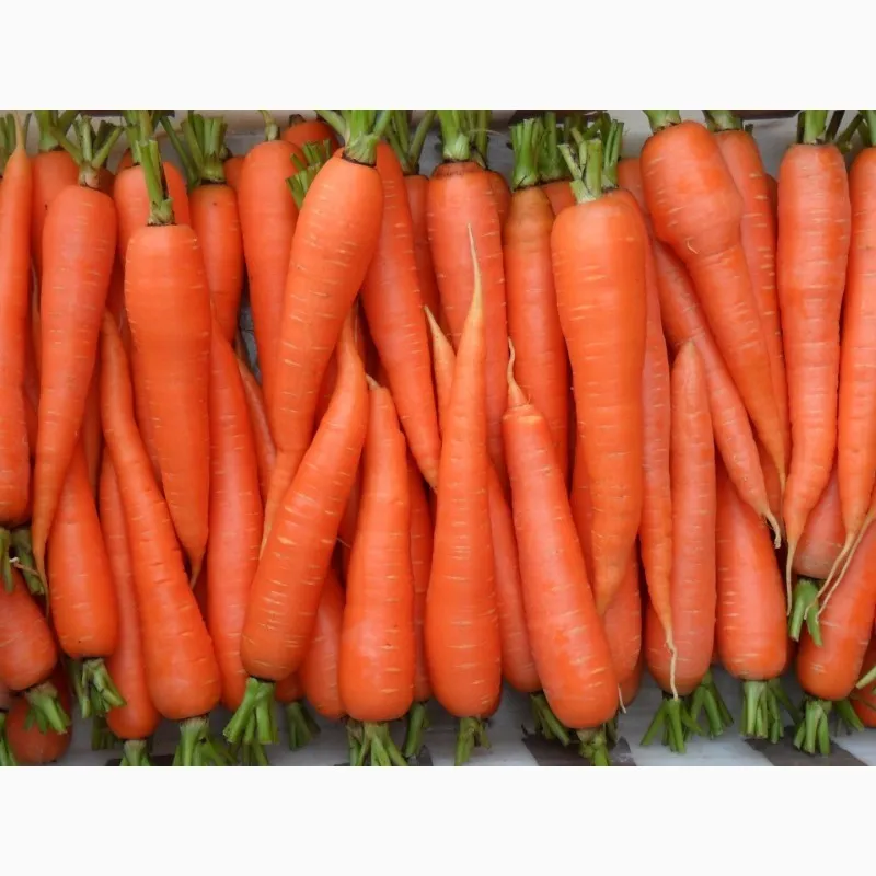 фотография продукта Морковь опт. из беларуси от производит