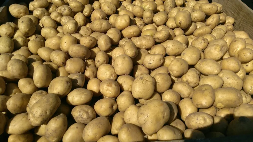 фотография продукта Семенной картофель Коломбо оптом.