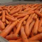 морковь оптом из Белоруссии  в Республике Беларусь 2
