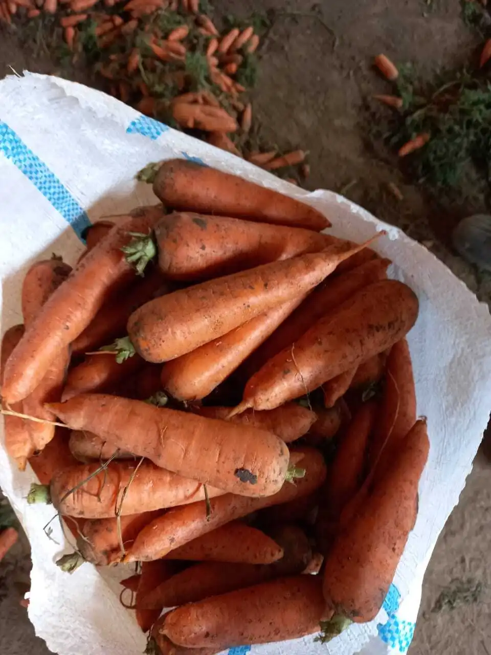 фотография продукта Морковь первый сорт Сетевое Качество