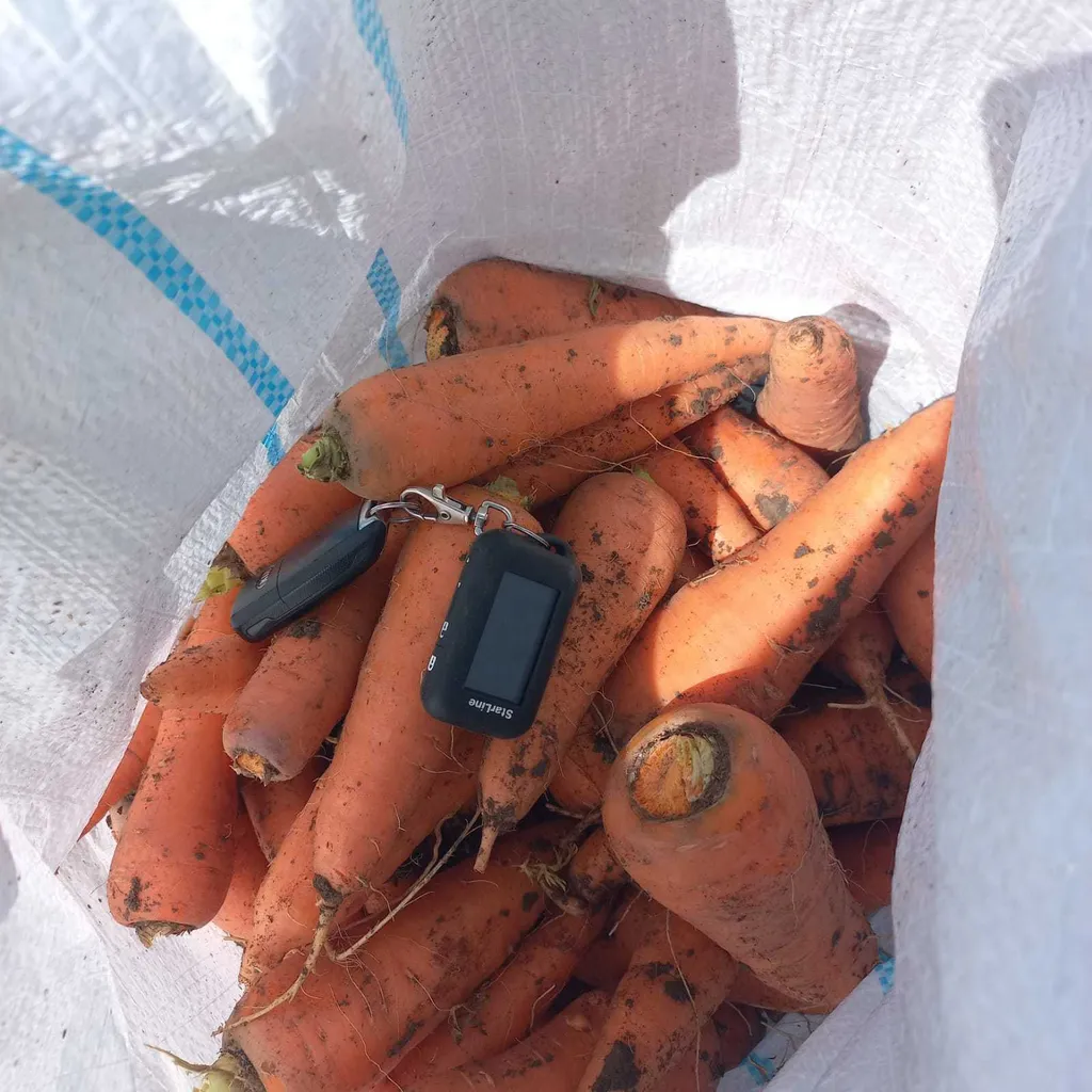 фотография продукта Морковь оптом от производителя