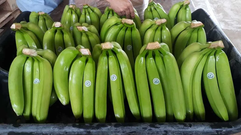 бананы Cavendish (Эквадор, Колумбия). в Эквадоре 3
