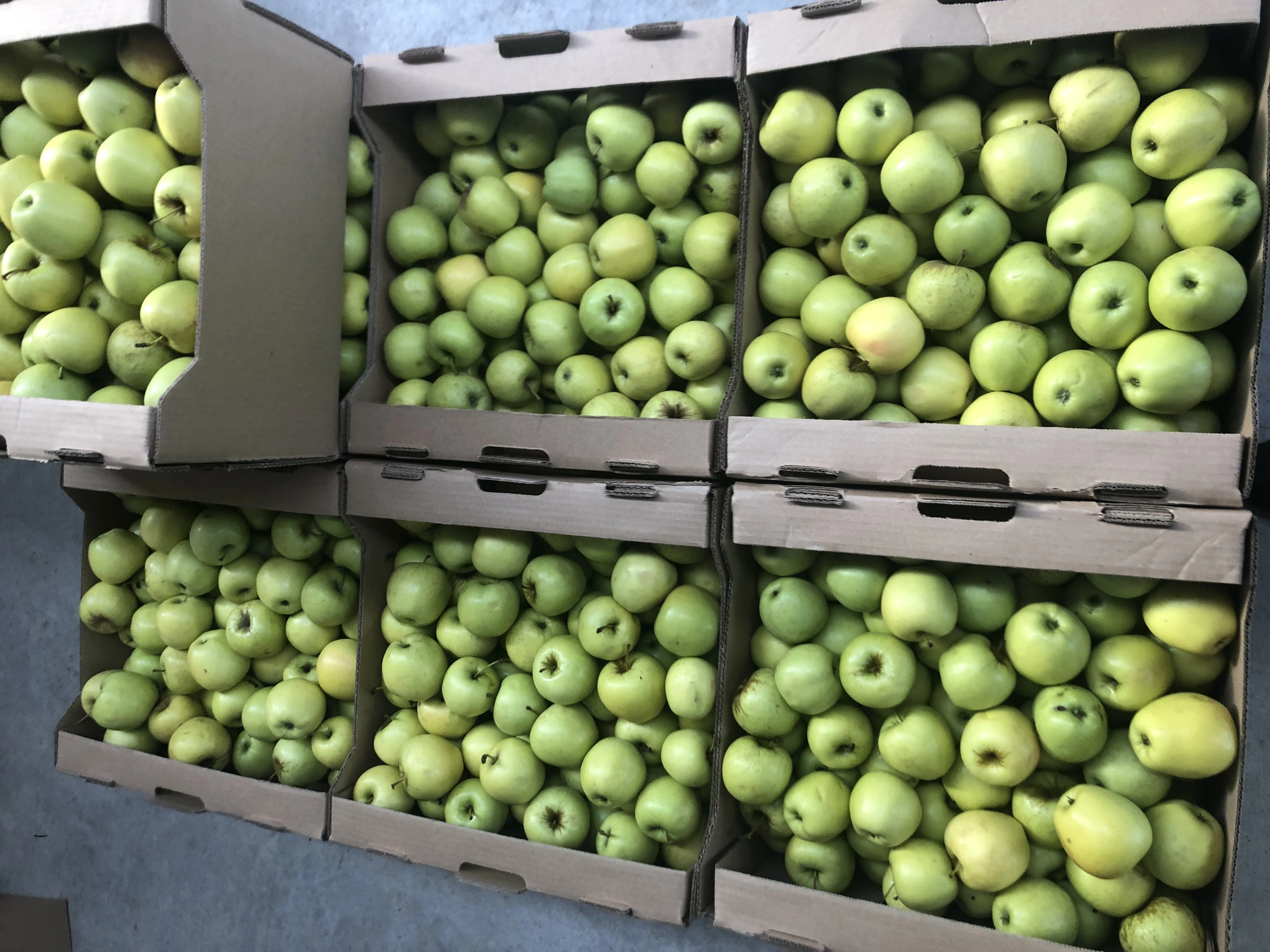 яблоки Голден 55+ в Нальчике и Кабардино-Балкарской республике
