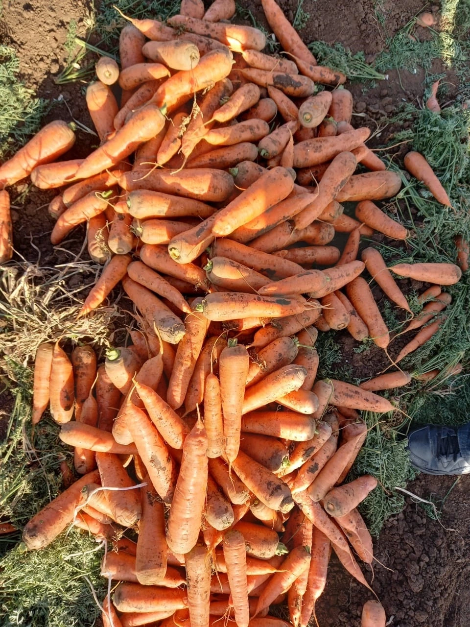 фотография продукта Морковь  На Социалку