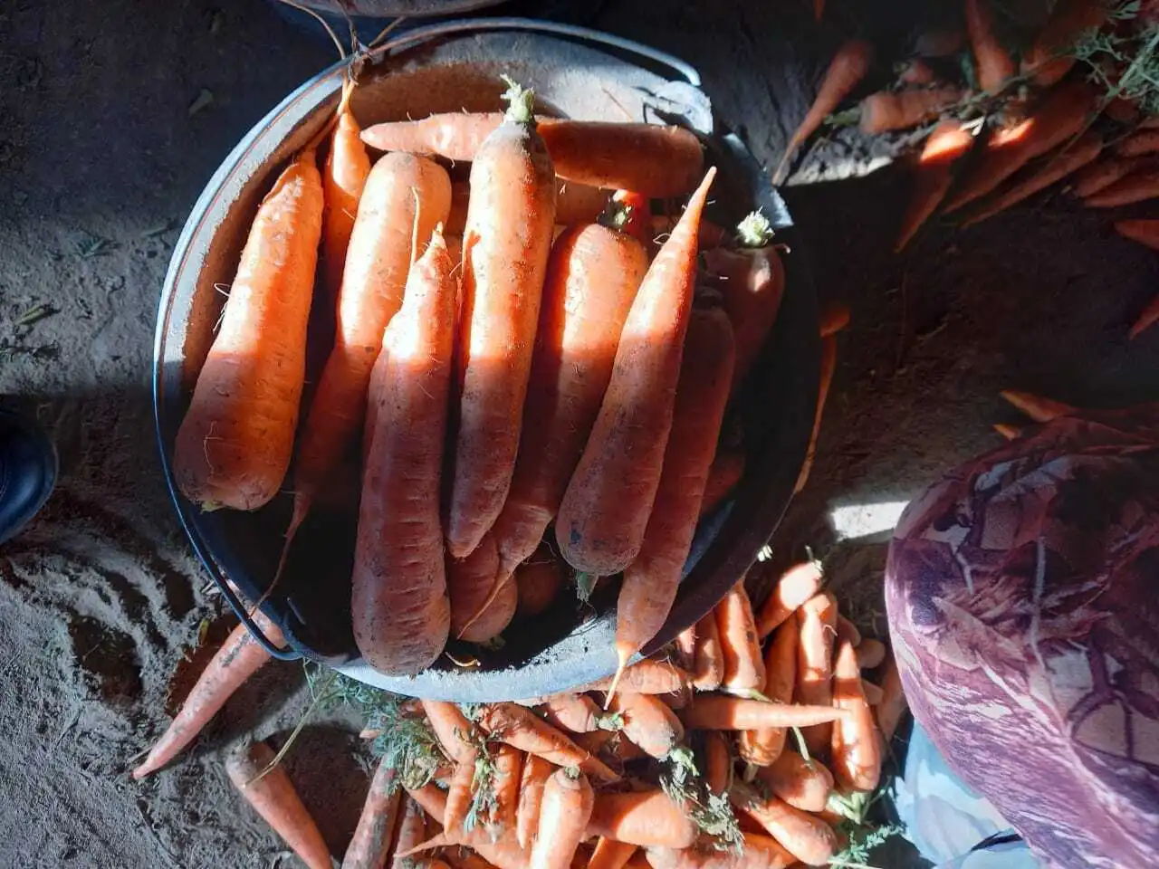 фотография продукта Морковь На Хранение 
