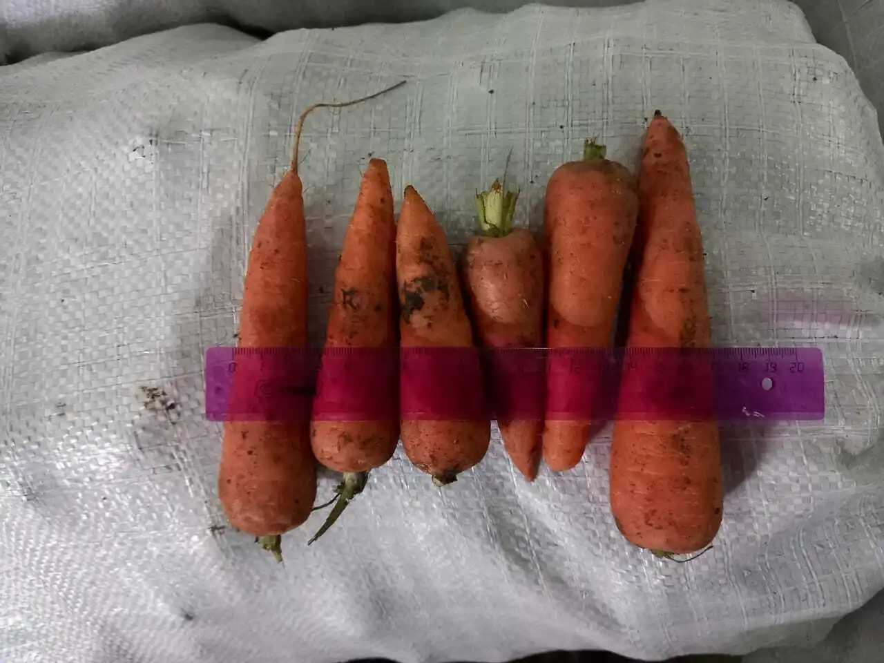 фотография продукта Морковь На Переработку