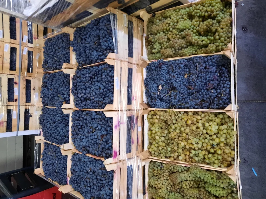 фотография продукта Виноград от всех страна свежый для вино