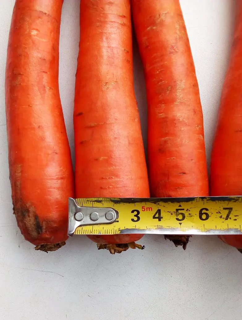фотография продукта Морковь сорт Абако мытая, крупная, оптом