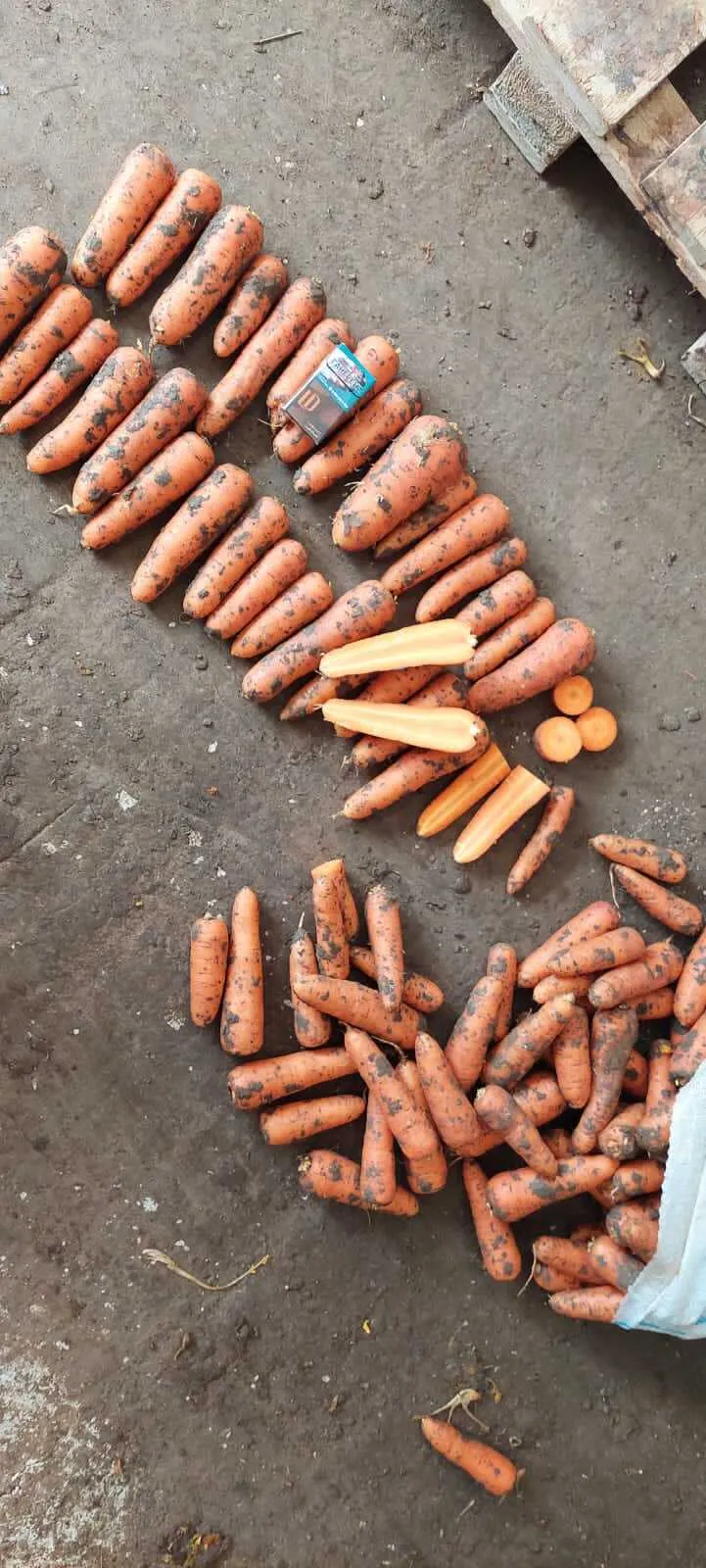 фотография продукта Морковь оптом 1 сорт сетевое качество