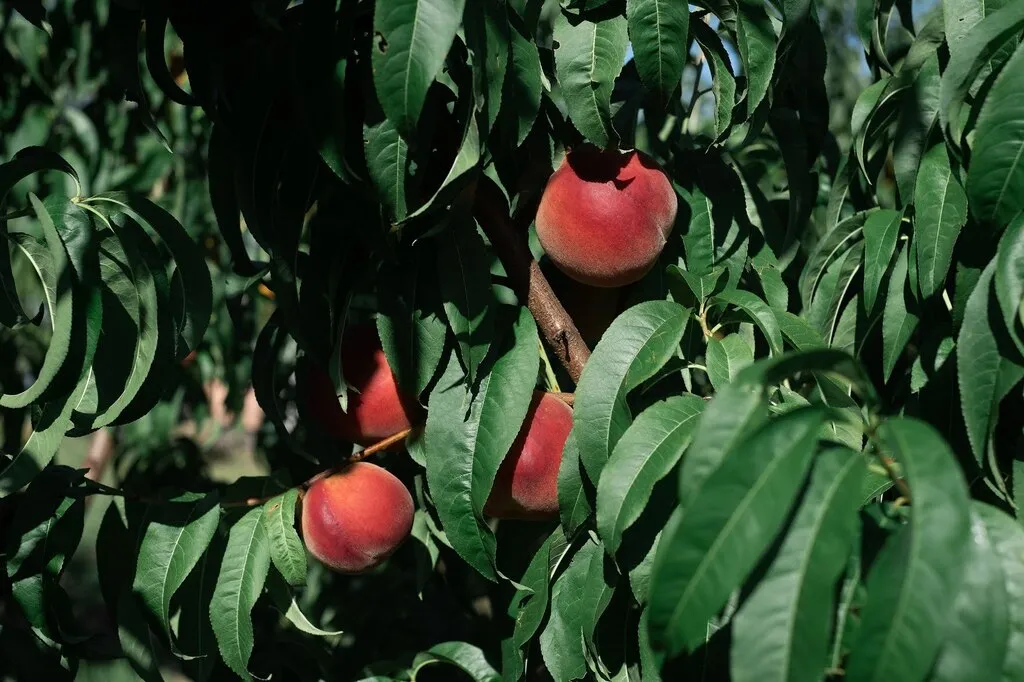 фотография продукта Крымский персик из сада ОПТ