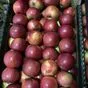 яблоки экспорт в Польше 5