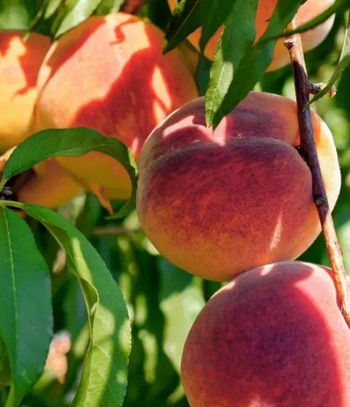 фотография продукта Кубанские персики с собственного сада 