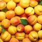 продаем абрикос из Киргизии  в Киргизии
