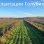 производство голубики/ создание бизнеса в Республике Беларусь