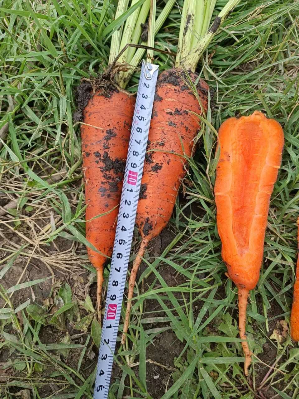 фотография продукта Морковь грязная 